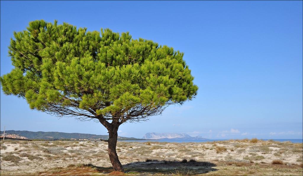 Appartamenti Le Magnolie Будони Экстерьер фото